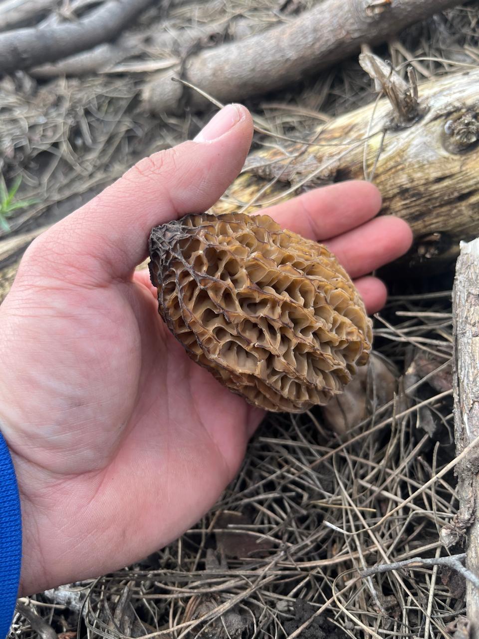 Una morchella sostenida en la mano durante la recolección